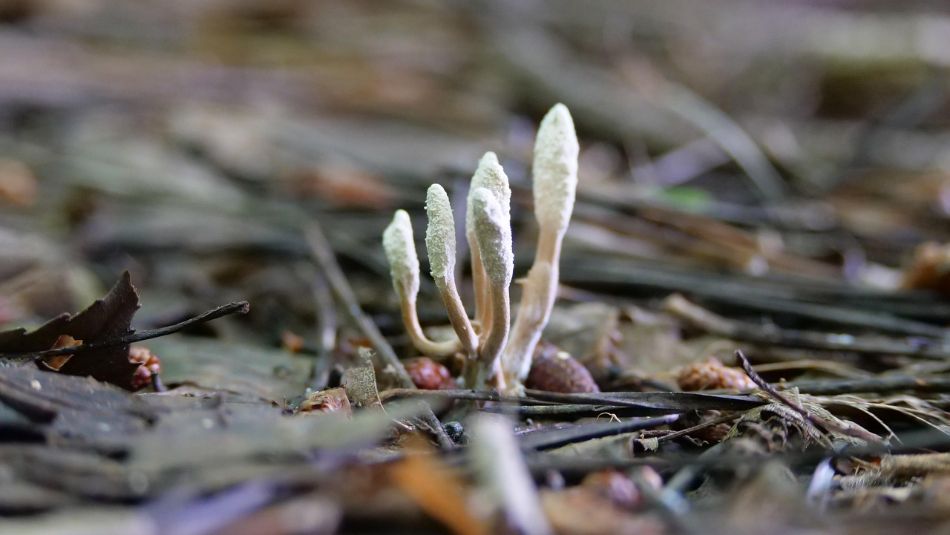 Stress chronique : comment les champignons peuvent-ils aider à le réduire ?